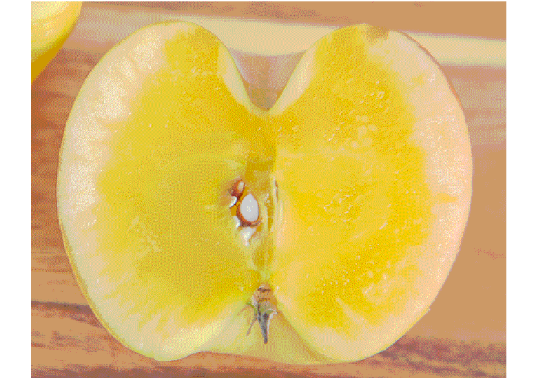 青森県産　究極の蜜入りりんご「高徳（こうとく）」予約開始！